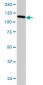 GOLPH4 Antibody (monoclonal) (M01)