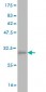 GP1BA Antibody (monoclonal) (M02)