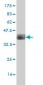 GPNMB Antibody (monoclonal) (M01)