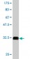 GPR154 Antibody (monoclonal) (M01)