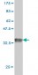 GPR175 Antibody (monoclonal) (M01)