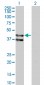GPR175 Antibody (monoclonal) (M01)