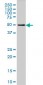 GPR24 Antibody (monoclonal) (M01)