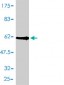 GPR3 Antibody (monoclonal) (M01)