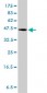 GPR3 Antibody (monoclonal) (M01)