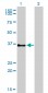 GPR3 Antibody (monoclonal) (M01)