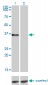 GPR3 Antibody (monoclonal) (M01)