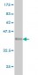 GPR84 Antibody (monoclonal) (M02)