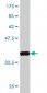 GPR84 Antibody (monoclonal) (M03)