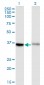 GPR84 Antibody (monoclonal) (M03)