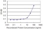 GPT Antibody (monoclonal) (M03)