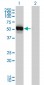 GPT Antibody (monoclonal) (M03)