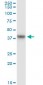 GRAP2 Antibody (monoclonal) (M01)