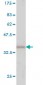 GRAP2 Antibody (monoclonal) (M01)