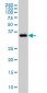 GRAP2 Antibody (monoclonal) (M01)