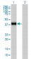 GRAP2 Antibody (monoclonal) (M01)