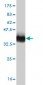 GRB10 Antibody (monoclonal) (M01)