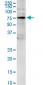 GRB10 Antibody (monoclonal) (M01)