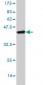 GRIA1 Antibody (monoclonal) (M01)