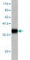 GRID1 Antibody (monoclonal) (M01)