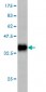 GRID1 Antibody (monoclonal) (M01)
