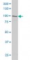 GRID1 Antibody (monoclonal) (M01)