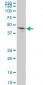 GRN Antibody (monoclonal) (M01)