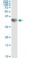 GSC Antibody (monoclonal) (M01)