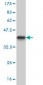 GSC Antibody (monoclonal) (M01)