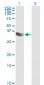 GSC Antibody (monoclonal) (M01)