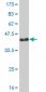 GSC Antibody (monoclonal) (M03)