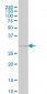 GSC Antibody (monoclonal) (M03)