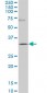 GSC Antibody (monoclonal) (M03)