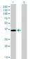 GSC Antibody (monoclonal) (M03)