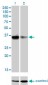 GSC Antibody (monoclonal) (M03)