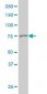 GSN Antibody (monoclonal) (M01)