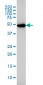 GSR Antibody (monoclonal) (M01)