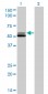 GSR Antibody (monoclonal) (M01)