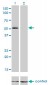 GSR Antibody (monoclonal) (M01)