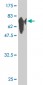 GSS Antibody (monoclonal) (M01)