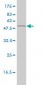 GSS Antibody (monoclonal) (M01)