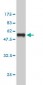 GSTA1 Antibody (monoclonal) (M08)