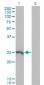 GSTA1 Antibody (monoclonal) (M08)