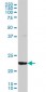 GSTA3 Antibody (monoclonal) (M01)