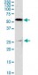 GSTM4 Antibody (monoclonal) (M01)