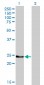 GSTM4 Antibody (monoclonal) (M01)