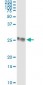 GSTP1 Antibody (monoclonal) (M01)