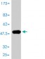 GSTP1 Antibody (monoclonal) (M01)