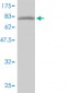 GTF2H1 Antibody (monoclonal) (M01)