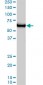 GTF2H1 Antibody (monoclonal) (M01)